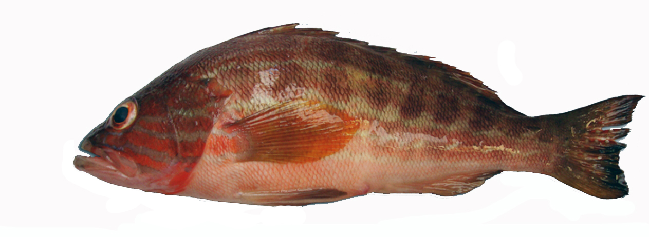 Serranus cabrilla_03.jpg